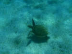 Tobago Cays foto: Kasia