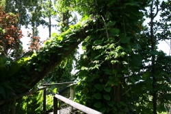 Później udaliśmy się do "ZOO de Guadeloupe" - choć bardziej jest to park botaniczni, niż zoo foto: Piotr