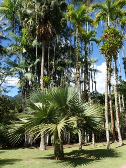 Ogród botaniczny "Jardin de Balata"  foto: Ela