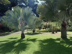 Ogród botaniczny "Jardin de Balata"  foto: Ela